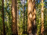 Montgomery Woods 008